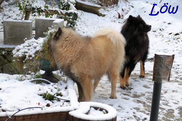 11.12.2022 - Dwix und Howard im Schnee 